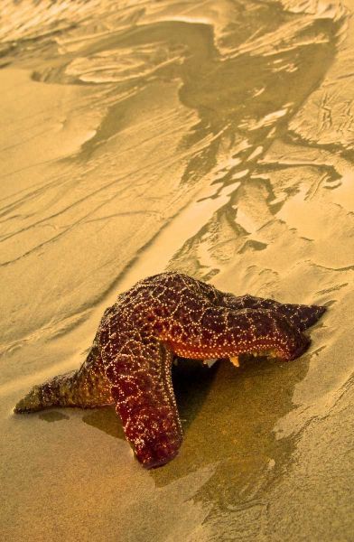USA, Oregon Sea star moving on wet sand
